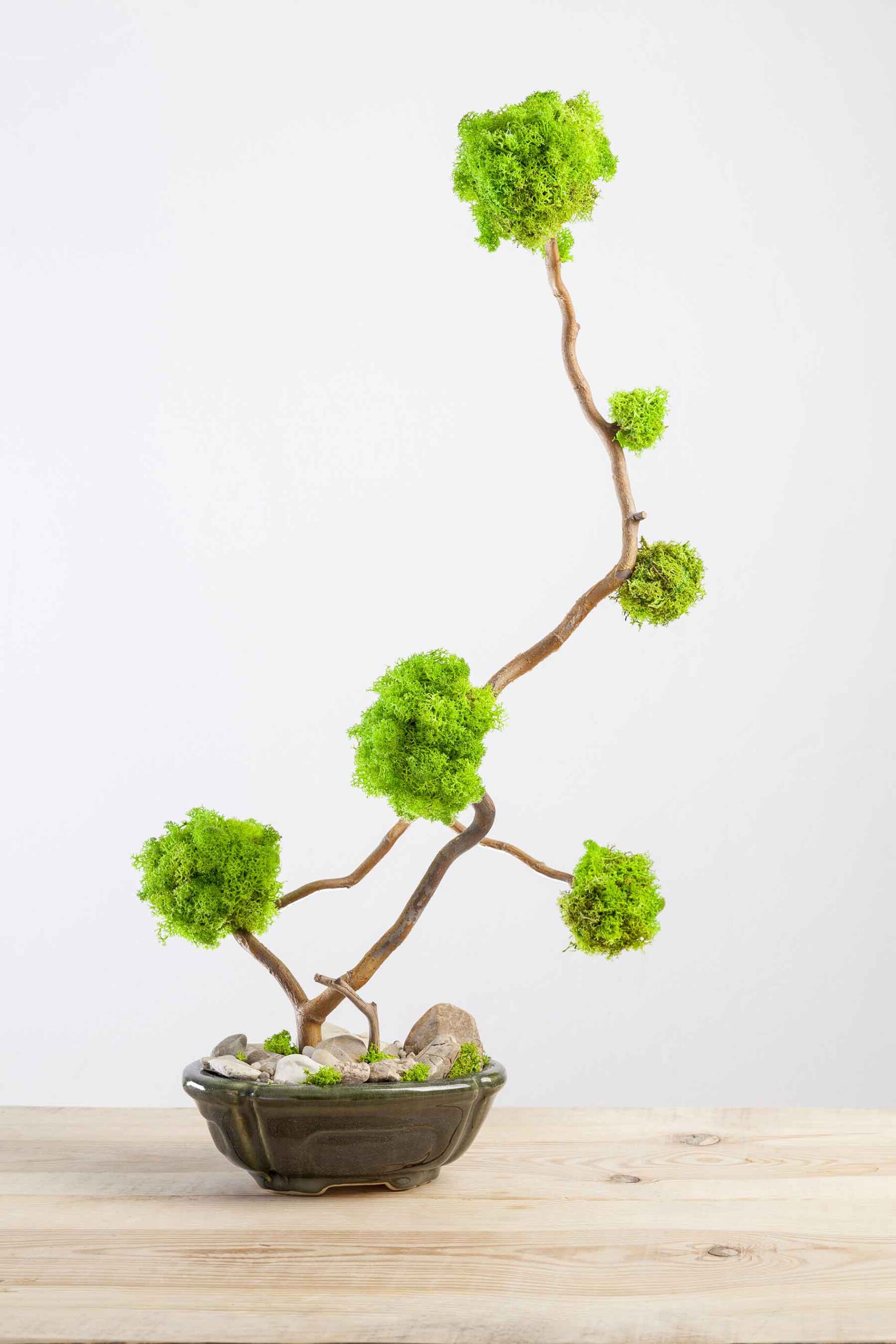 marimo-moss-ball-tree-bonsai-tree-2021-04-03-14-00-45-utc.jpg