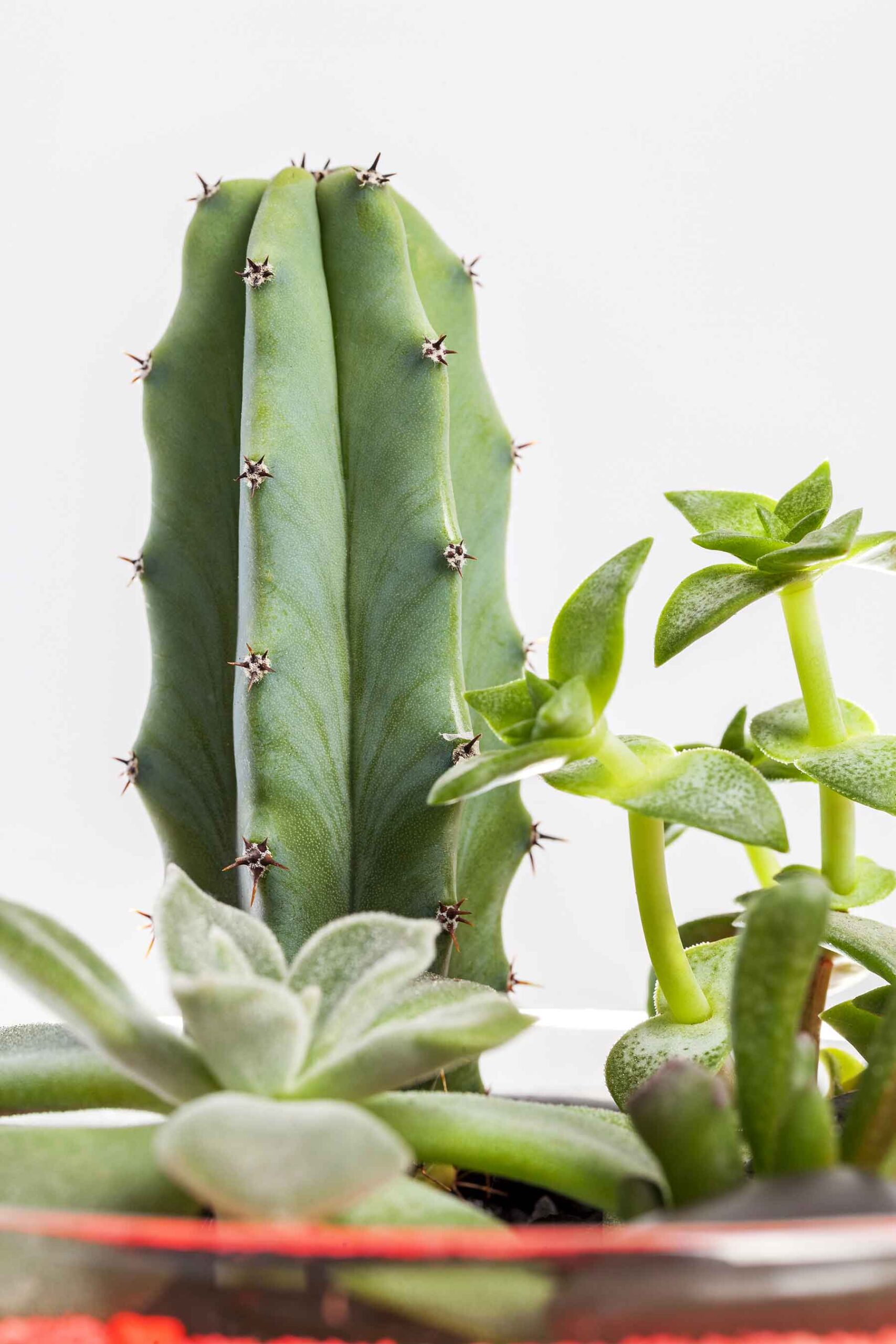 succulent-plants-arrangement-in-a-glass-vase-2021-04-03-13-42-59-utc.jpg