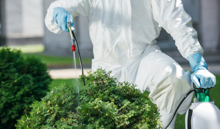 Managing pests and diseases in ornamental plants