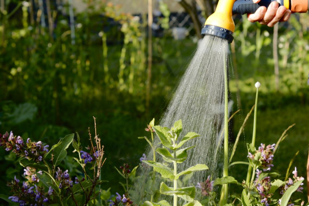 Mastering the Art of Lawn Care: Tips for a Picture-Perfect Yard